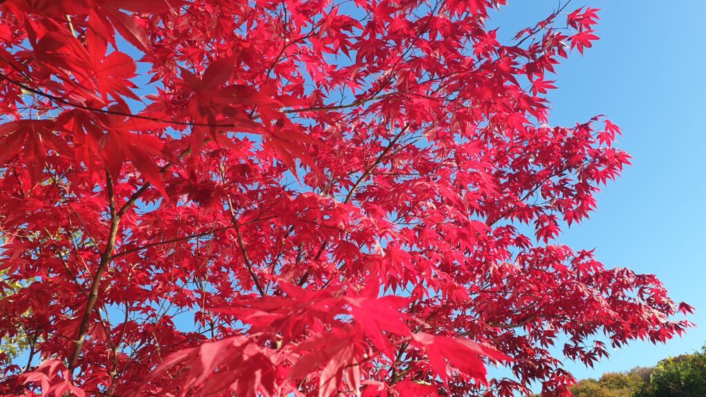 2. Acer palmatum atropurpureum – Arțar japonez cu frunze roșii