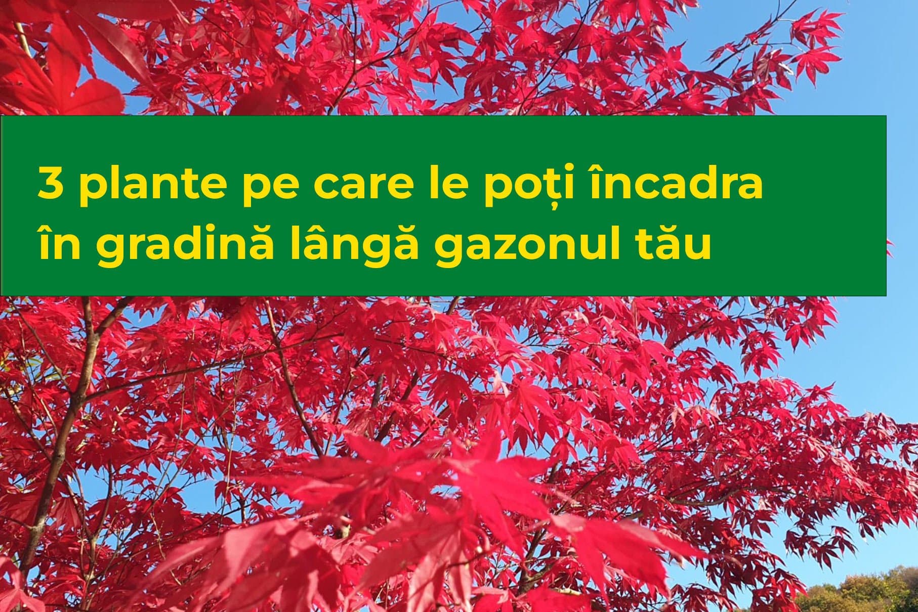 Read more about the article 3 plante pe care le poți încadra în gradină lângă gazonul tău